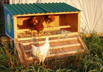 Small Backyard Chicken Coop from GardenEggs.com Image